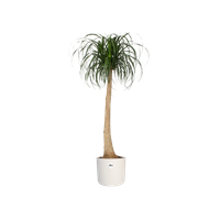 b.for soft rond 30cm blanc